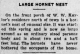 Large hornet nest 1936 Large hornet nest 1936